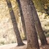 iphone 4 wallpapers Hd 19 500x750