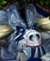gardknight