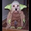 Perro